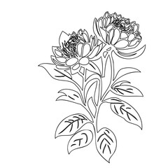 Elegant floral composition with intricate petal patterns against a clean white backdrop