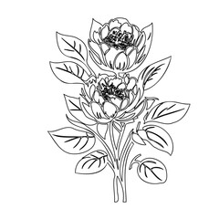 Elegant Floral Arrangement: Delicate Line Art Depicting Blooming Peonies, Minimalist Aesthetic