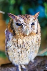 スピックスコノハズク, 
英名学名：Tropical screech owl, Megascops choliba,（フクロウ科）
三島市、静岡県-2025年3月30日
