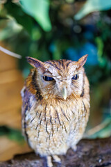スピックスコノハズク, 
英名学名：Tropical screech owl, Megascops choliba,（フクロウ科）
三島市、静岡県-2025年3月30日
