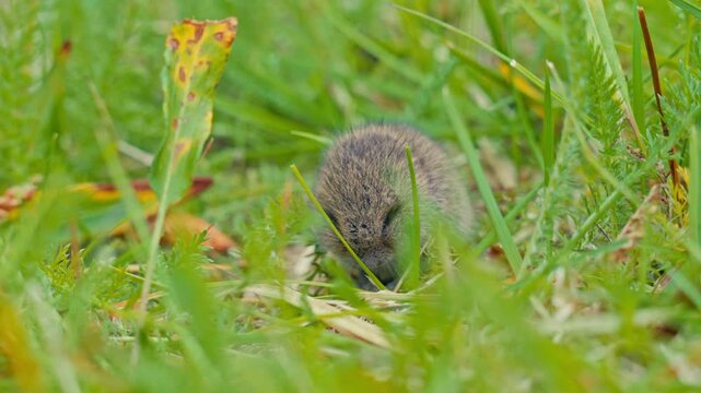 Lemming Nestled On Lush Green Grass In Kokelv, Norway. wide shot