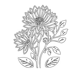 Elegant Floral Outline: Chrysanthemum Blossom Composition in Black and White Style