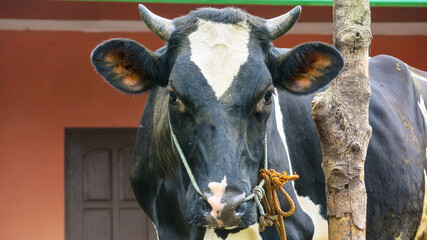 close up view of tied cow face in front of a house in rural village. traditional urban homesteading livestyle, sustainable living. 