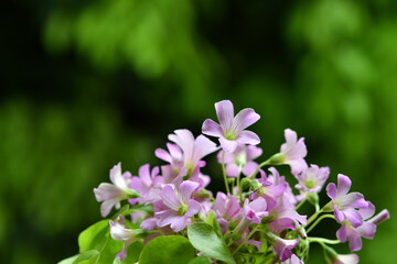 Naklejka premium ピンク色の小花