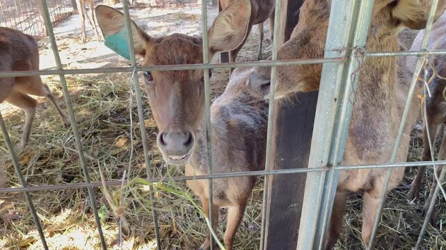 feeding java deer in captivity