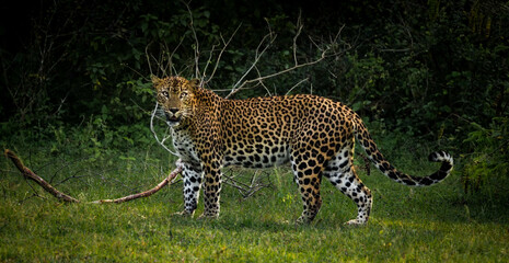 Sri Lankan leopard captured at Yala national park © Udula
