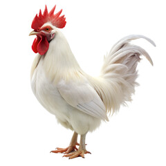 white chicken rooster