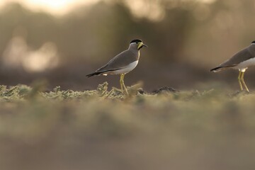 Yellow wattled lapwing standing on ground.