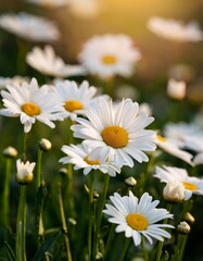 Fototapeta premium White daisy flowers in the field 