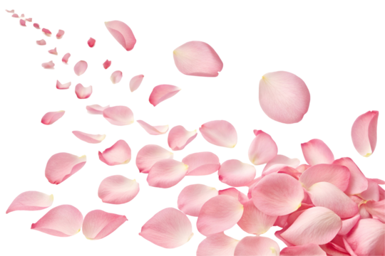 pink rose petals on transparent background - Powered by Adobe