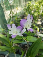 purple orchid in the garden