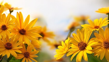 Obraz premium Yellow flowers, white background
