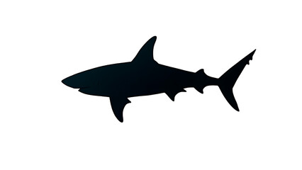 Obraz premium silhouette of shark on transparent background PNG