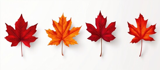 Autumn maple leaves in vibrant red and orange shades displayed together for a seasonal decoration theme
