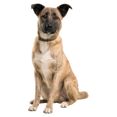 Domestic dog portrait, sitting and looking at the camera indoors, isolated on transparent background.