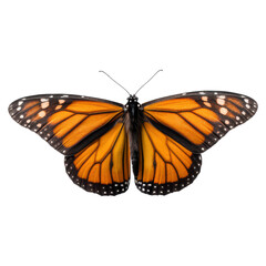 Fototapeta premium Colorful Monarch Butterfly with Vibrant Orange and Black Wings, isolated on transparent background.