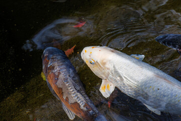 湧水の池に住む錦鯉。
日本国指定天然記念物の柿田川。
日本三大清流と呼ばれる美しい河川。
この柿田川公園では、富士山の湧水が数多く湧き出している様子も観察できる。
柿田川湧水群、清水町、駿東郡、静岡県-2025年3月30日
