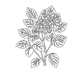 Delicate floral outline illustration showing a botanical arrangement of blooms and leaves