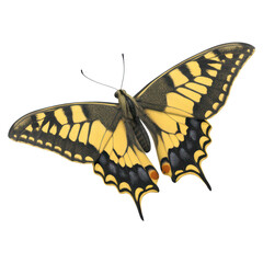 Vibrant Yellow and Black Butterfly with Open Wings in Detail, isolated on transparent background.