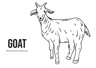 vector illustration of a goat