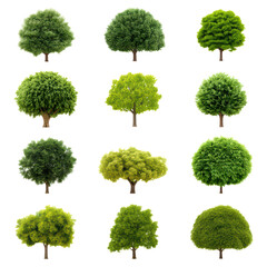 Various Types of Lush Green Trees with Different Shapes and Sizes, isolated on transparent background.