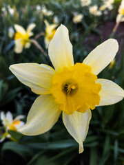 Fototapeta premium A single yellow daffodil in the middle of a field of yellow flowers