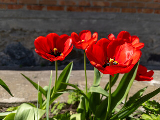 Three red tulips in front of a brick wall