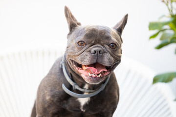 portrait of a mini French bulldog dog
