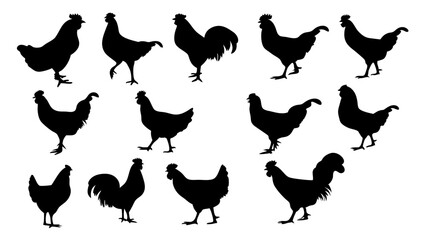 set of chicken silhouette vector on white background