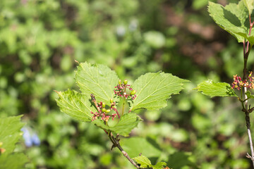 Green plant near Moose Pond in Alaska