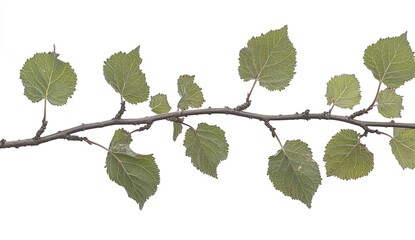Branch with leaves against white background