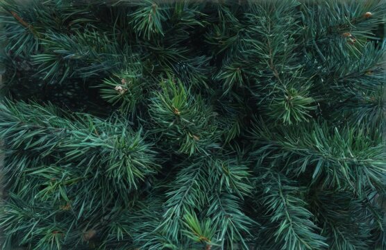 Pine tree branches tightly packed, dense green appearance, uniform pattern with rough texture, topdown view.