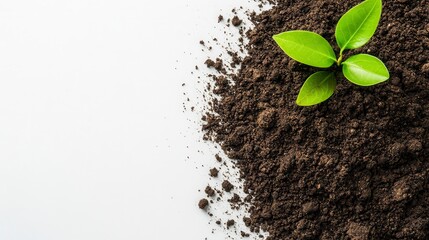 Young plant sprout growing from dark soil on white background.