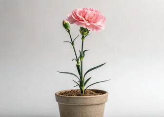 Pink Perennial Carnation Plant in Pot – Isolated on White Background for Botanical Design