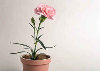 Pink Perennial Carnation Plant in Pot – Isolated on White Background for Botanical Design