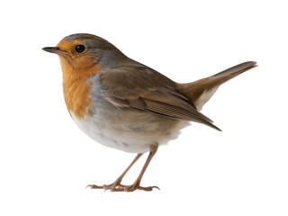 Fototapeta premium European Robin, Orange-chested Bird, Feathered Wildlife Isolated On White Transparent Background PNG Object Cut Out Social Media Advertisement Banner Label Poster Download