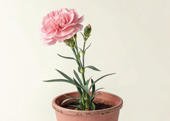 Pink Perennial Carnation Plant in Pot – Isolated on White Background for Botanical Design