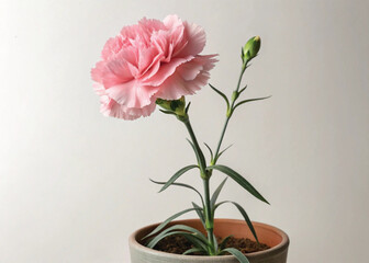 Pink Perennial Carnation Plant in Pot – Isolated on White Background for Botanical Design