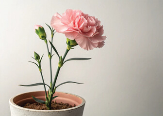 Pink Perennial Carnation Plant in Pot – Isolated on White Background for Botanical Design
