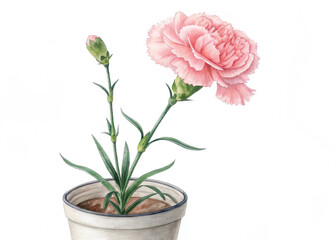 Pink Perennial Carnation Plant in Pot – Isolated on White Background for Botanical Design