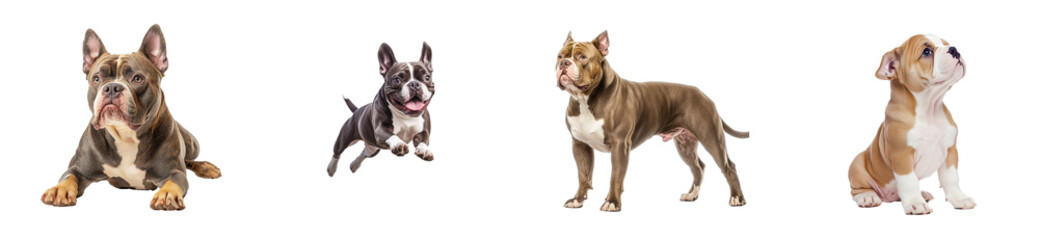 Obraz premium Diverse group of American Bully dogs in playful poses