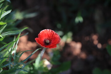 red poppy in the garden