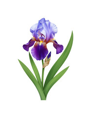 鮮やか紫青アヤメ 優雅に咲く花 背景白
