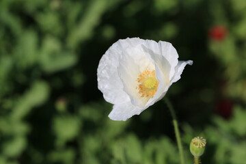 white poppy in the garden