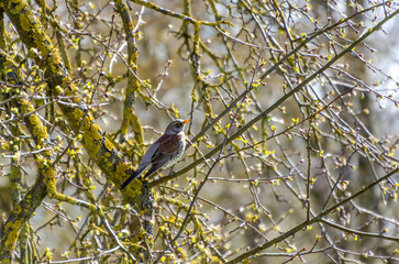 A fieldfare bird rests quietly on a branch surrounded by tangled spring twigs. close-up from below shows calm bird framed by tree limbs, evoking stillness in early spring woods, quiet observation 