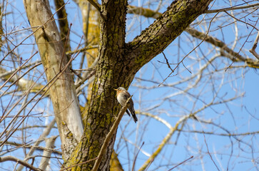 A fieldfare bird rests quietly on a branch surrounded by tangled spring twigs. close-up from below shows calm bird framed by tree limbs, evoking stillness in early spring woods, quiet observation 