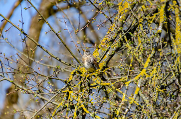 A fieldfare bird rests quietly on a branch surrounded by tangled spring twigs. close-up from below shows calm bird framed by tree limbs, evoking stillness in early spring woods, quiet observation 