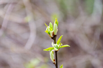 Young spring leaves begin to unfold gently on a thin forest twig. Macro from eye-level captures fresh bud opening, evoking spring renewal and tender forest stillness, spring rebirth theme.
