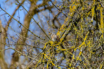 A fieldfare bird rests quietly on a branch surrounded by tangled spring twigs. close-up from below shows calm bird framed by tree limbs, evoking stillness in early spring woods, quiet observation 