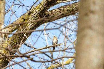 A fieldfare bird rests quietly on a branch surrounded by tangled spring twigs. close-up from below shows calm bird framed by tree limbs, evoking stillness in early spring woods, quiet observation 